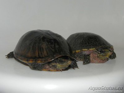 Черепаха мускусная обыкновенная (Sternotherus odoratus Musk Turtle)