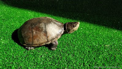 Черепаха мускусная обыкновенная (Sternotherus odoratus Musk Turtle)