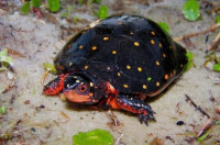Черепаха пятнистая (Clemmys guttata Spotted turtle)