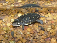 Черепаха пятнистая (Clemmys guttata Spotted turtle)