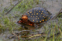 Черепаха пятнистая (Clemmys guttata Spotted turtle)