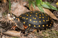 Черепаха пятнистая (Clemmys guttata Spotted turtle)