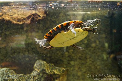 Фото Черепаха расписная Chrysemys picta Painted Turtle  (photo#122148)