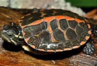Фото Черепаха расписная Chrysemys picta Painted Turtle  (photo#122153)