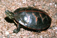 Фото Черепаха расписная южная Chrysemys dorsalis  (photo#122157)