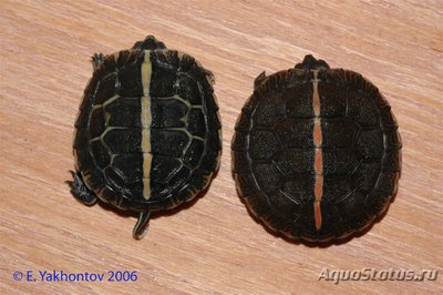 Фото Черепаха расписная южная Chrysemys dorsalis  (photo#122160)