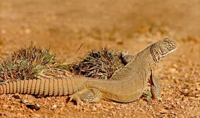 Шипохвост индийский (Uromastix hardwickii)