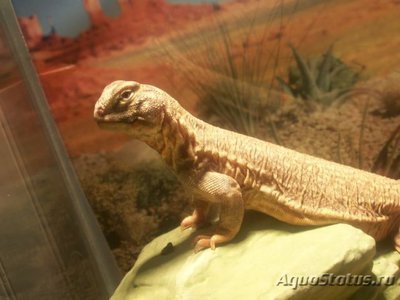 Шипохвост индийский (Uromastix hardwickii)