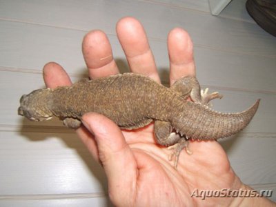 Шипохвост индийский (Uromastix hardwickii)