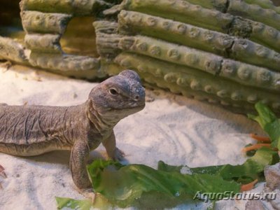 Шипохвост индийский (Uromastix hardwickii)