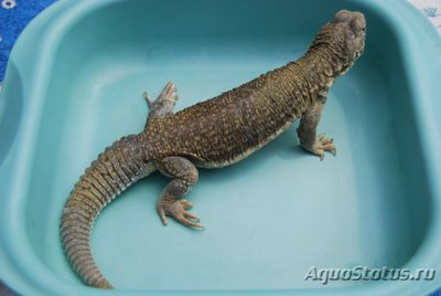 Шипохвост индийский (Uromastix hardwickii)