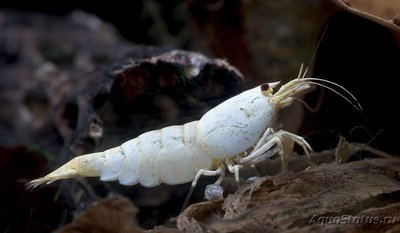 Белая пчела (White Bee Shrimp, Caridina cantonensis sp. "White Bee")