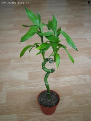Фото Растения продающиеся под видом аквариумных (photo#12223)