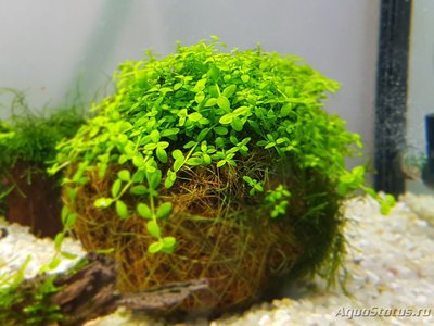 Фото Подводный Романтик. Мой аквариум Fluval Roma 120 литров Zlatka  (photo#122256)