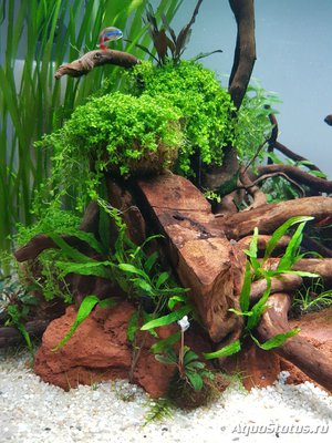 Фото Подводный Романтик. Мой аквариум Fluval Roma 120 литров Zlatka  (photo#122257)