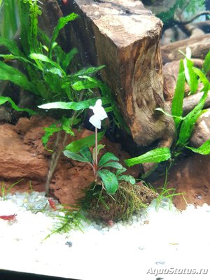 Фото Подводный Романтик. Мой аквариум Fluval Roma 120 литров Zlatka  (photo#122258)