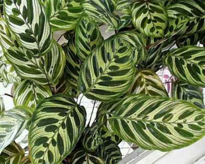 Фото Растения продающиеся под видом аквариумных (photo#12227)