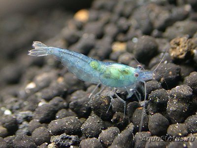 Креветка неоновая голубая (Neocaridina heteropoda Blue neon)