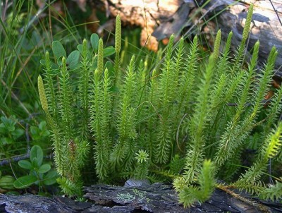 Фото Растения продающиеся под видом аквариумных (photo#12232)