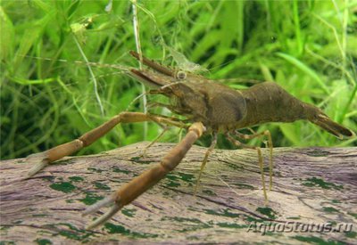 Креветка Палемон крупнопалый (Leander serrifer macrodactylus)