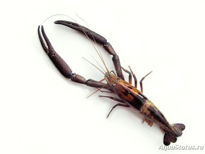 Креветка полосатая длинно-клешневая (Macrobrachium carcinus)