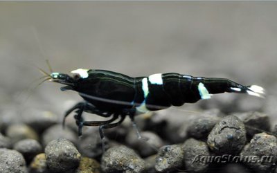 Креветка Кинг-Конг,черная пчела (Caridina cantonensis sp.King-Kong)