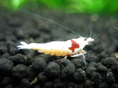 Креветка красный кристалл Мосура (Neocaridina Crystal Red Mosura)