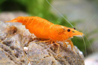 Креветка Оранжевая Сакура (Caridina sp."Orange sakura")