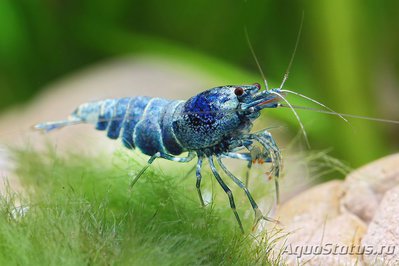 Креветка-голубой язык(Caridina cf. cantonensis "Blue bolt")
