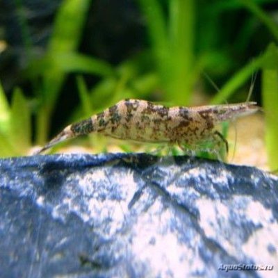 Креветка европейская (Caridina desmaresti)