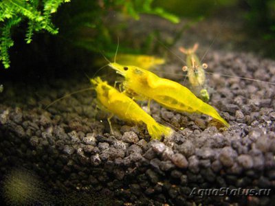 Креветка желтая жемчужина (Neocaridina cf.zhangjiajiensis var.yellow Pearl)