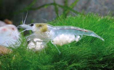 Креветка белая жемчужина (Neocaridina cf.zhangjiajiensis var.White Pearl)