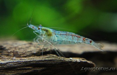 Креветка жемчужина (Neocaridina cf. zhangjiajiensis)