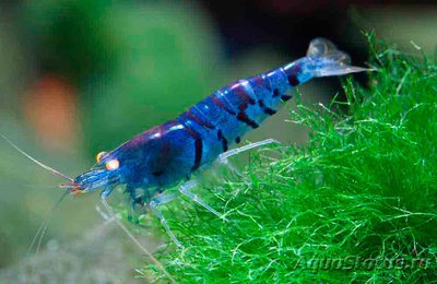 Синяя тигровая креветка (Blue Tiger, Caridina cantonensis sp "blue")