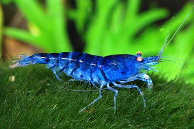 Синяя тигровая креветка (Blue Tiger, Caridina cantonensis sp "blue")