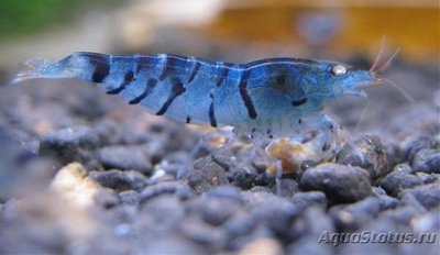 Синяя тигровая креветка (Blue Tiger, Caridina cantonensis sp "blue")