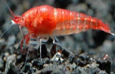 Креветка гавайская красная (Halocaridina rubra)