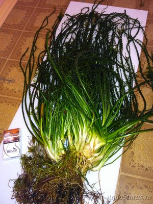Кринум курчавый (Crinium calamistratum)