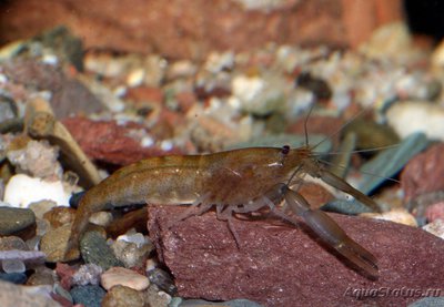 Гималайская креветка (Macrobrachium agwi)