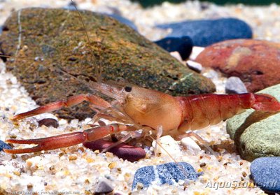 Гималайская креветка (Macrobrachium agwi)