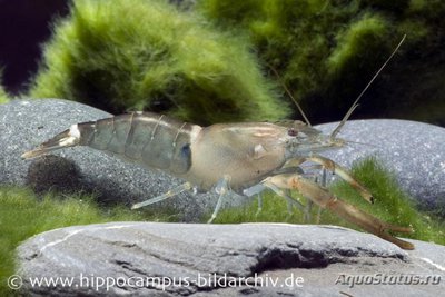 Гималайская креветка (Macrobrachium agwi)