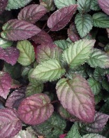 Фото Растения продающиеся под видом аквариумных (photo#12249)