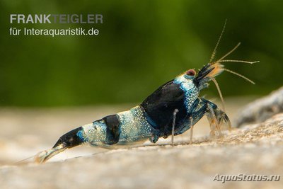 Фото Креветка Синяя панда -Тайваньская пчела Caridina spec.  (photo#122530)