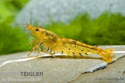 Фото Золотая тигровая креветка мандариновый тигр Caridina cf. cantonensis Тangerine Tiger  (photo#122580)