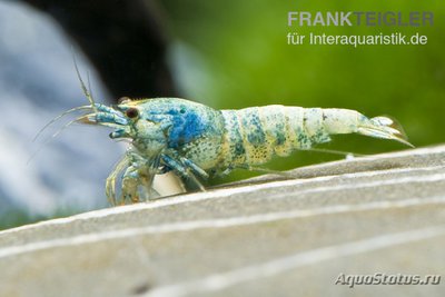 Фото Креветка Синего Бол­та, Каридина Логеман­ни​ Bee Blue Bolt Face  (photo#122612)