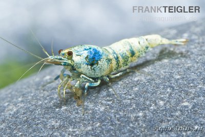 Фото Креветка Синего Бол­та, Каридина Логеман­ни​ Bee Blue Bolt Face  (photo#122613)