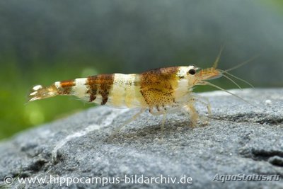 Фото Креветка Черная пче­ла Caridina logeman­ni Black Bee Shrimp  (photo#122682)