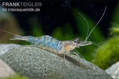 Голубополосая креве­тка​ макробрахиум мирабиле (Macrobrachi­um mirabilis)