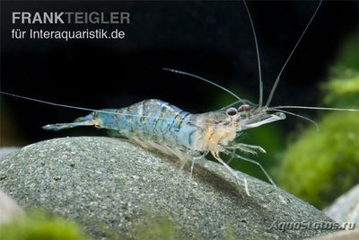 Голубополосая креве­тка​ макробрахиум мирабиле (Macrobrachi­um mirabilis)