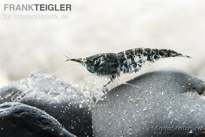 Фото Темно-синяя креветка , неокаридина дави­­ди Blue Navy Shrimp­­s  (photo#122714)